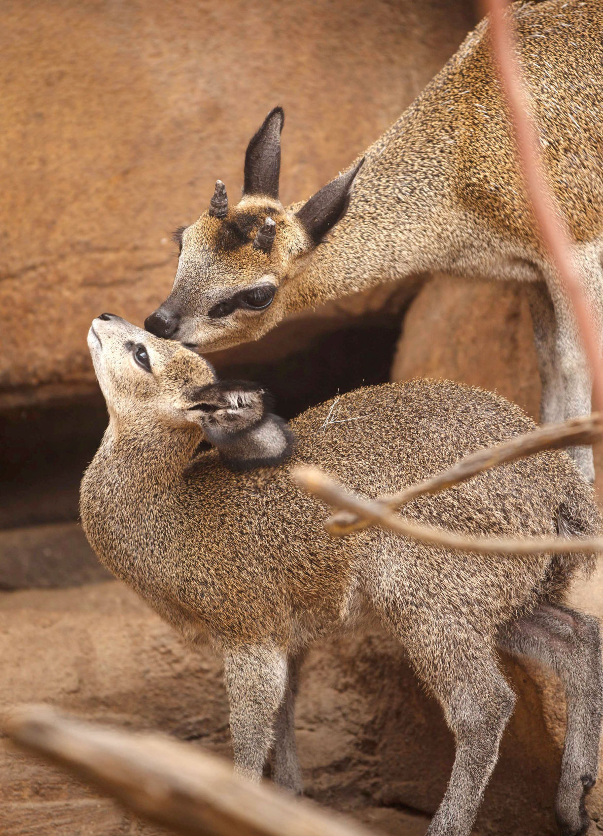 zoo babies